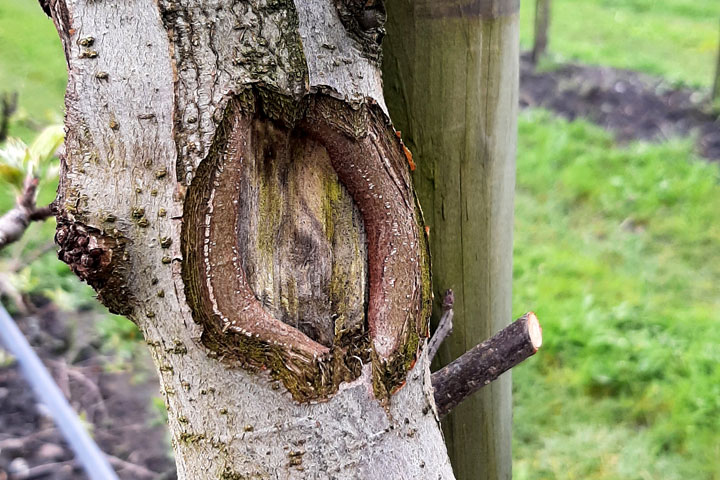 Obstbaumkrebs ausschneiden