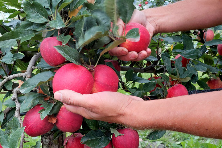 Kuppelwieser Apfel pflücken
