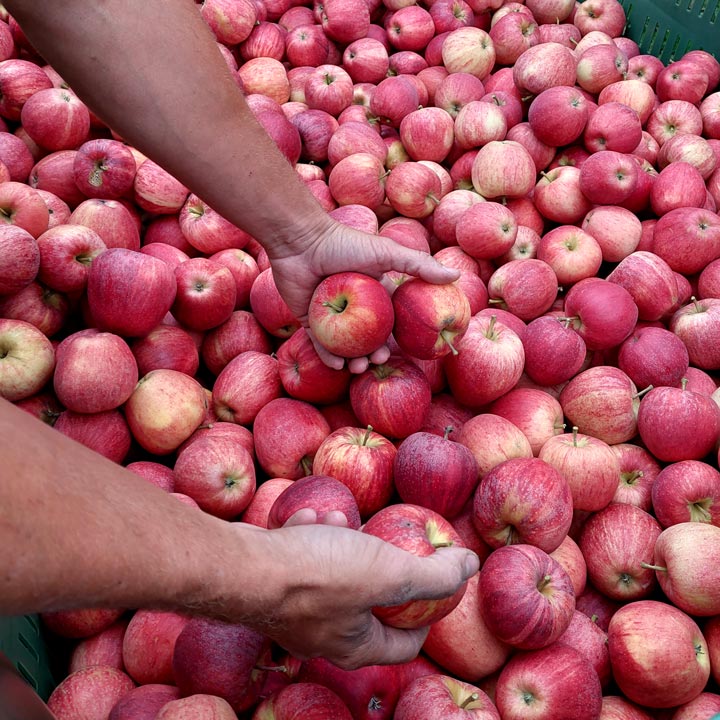 Kuppelwieser Apfel pflücken