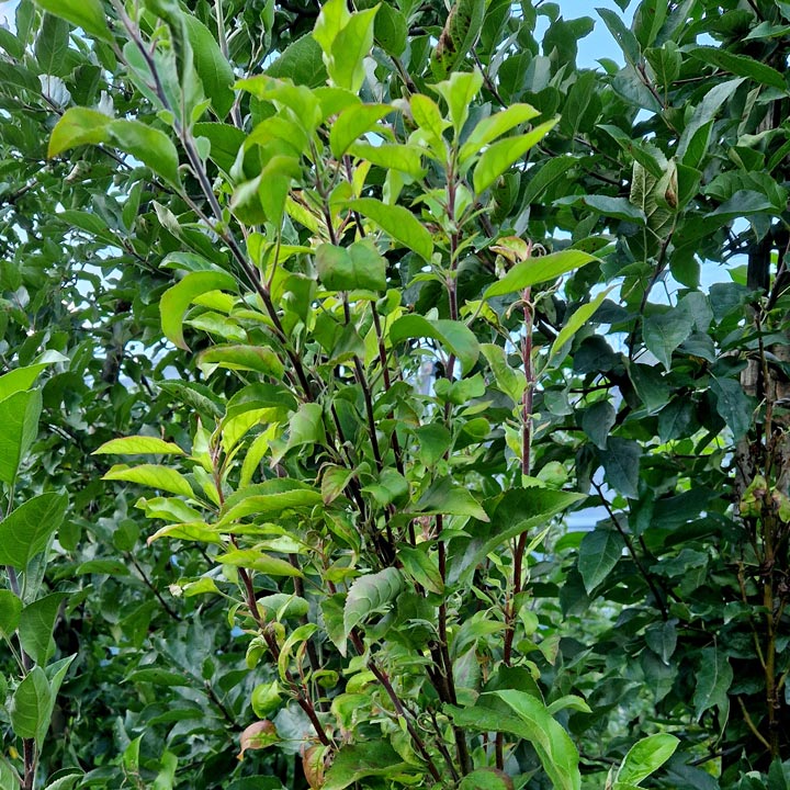 Apfelbaum Apfeltriebsucht Besenwuchs