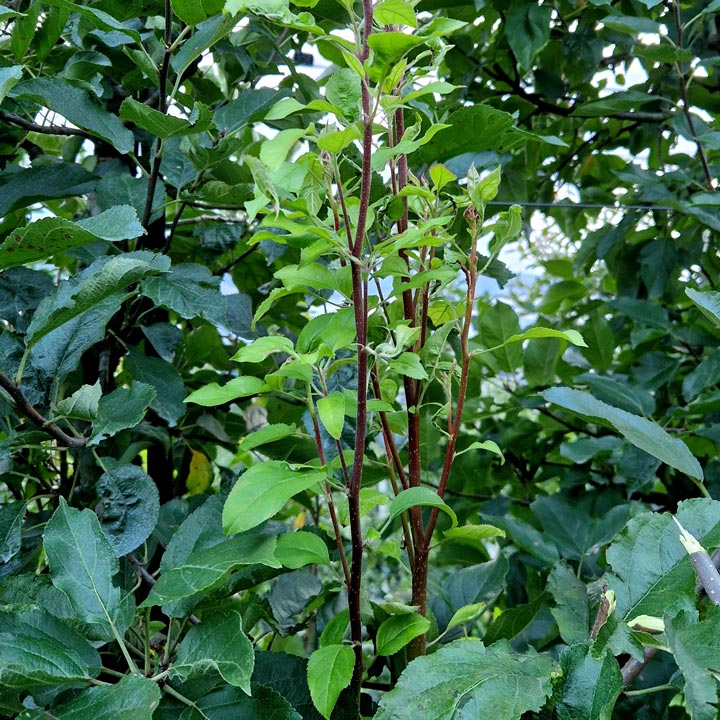 Apfelbaum Apfeltriebsucht Besenwuchs