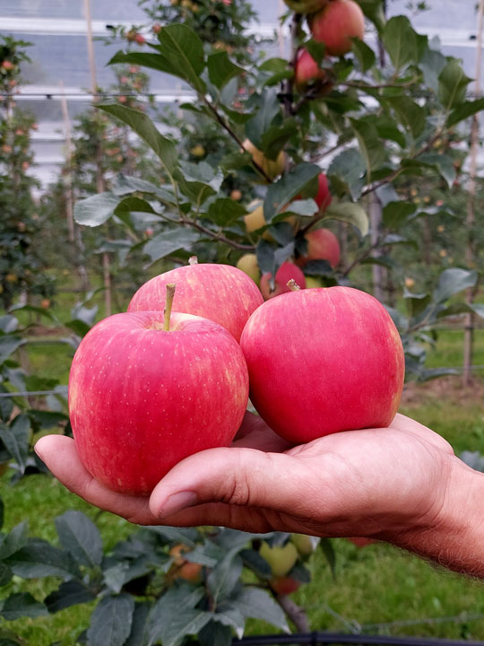 Kuppelwieser Apfel Sissired