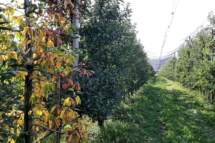 Obstbaum Kragenfäule